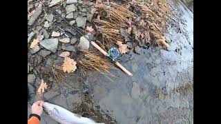 Steelhead fishing the Conneaut Creek in PA on 121623 [upl. by Helfant555]