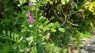 Legume family Leguminosae or Fabaceae [upl. by Annayrb]