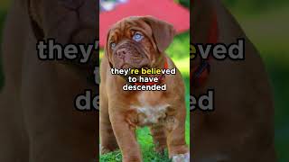 French Mastiff origins frenchmastiff dogs [upl. by Nnaael450]