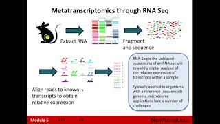 Metatranscriptomics [upl. by Dnomso]