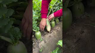 How is radish cultivated and how is it uprooted from the fieldtrending farming [upl. by Festa]