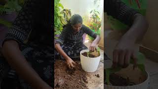 philodendron Ceylon goldlemon lime care tips propagation houseplants indoorplants gardenup [upl. by Almat]