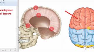 Falx cerebri [upl. by Eesac]