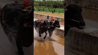 Kambala kambula trending today training [upl. by Leima]