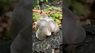 pilze sammeln juni wald natur seitlinge pleurotus pulmonarius pilzesammeln pilzesuchen [upl. by Aleunamme]