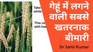 Take all।wheat disease। difference between fussarium head blight and take all disease in wheat। [upl. by Eiba]