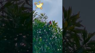 Rosella sounds  Rosella parrot [upl. by Rombert404]