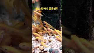 찬나 림바타 골든잔틱 channa limbata golden xanthic 국내최초번식 [upl. by Stephenie]