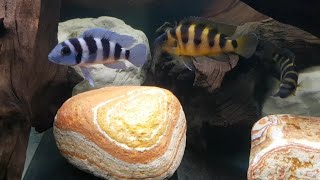 Neolamprologus tretocephalus  N sexfasciatus Kipili gold [upl. by Trust]