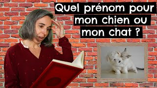 Quel prénom pour mon chien ou mon chat  🐶 🐱 [upl. by Oicnerual]