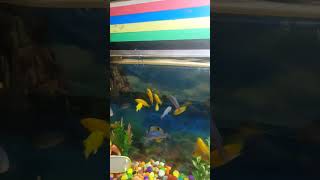 Cichlid fish feeding videocichlids fishfeeding aquariumfish [upl. by Conger]