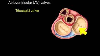 Heart Valves [upl. by Nahamas595]