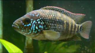 Jack Dempsey Cichlid female [upl. by Nybor]