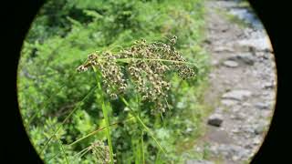 Scirpus cyperinus Woolgrass [upl. by Vassar]