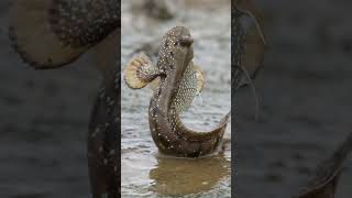 Mudskipper a fish that can walk and live on land [upl. by Bezanson]