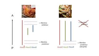 Lévolution de lexpression des gènes Hox chez les serpents et blocage de la formation des membres [upl. by Goldsworthy186]