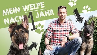 Mein Deutscher Schäferhund Welpe Nora nach 1 Jahr  Entwicklung Charakter amp Training [upl. by Kragh]