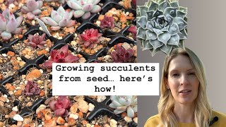 The most successful seed growing method for echeveria  I Grew Succulents From Seed  Heres How [upl. by Enoek]