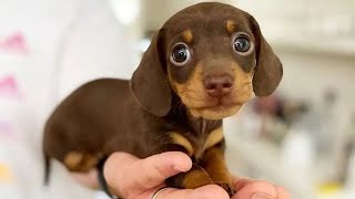 Funniest amp Cutest Dachshund Puppies 2 [upl. by Annawek]