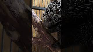 Emmylou Harris the prehensile tailed porcupine [upl. by Yessej158]