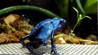 Dendrobates Azureus Blue Dart Frog [upl. by Ahsille]