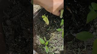 Cara semai daun sup  Tips Grow Coriander from the root [upl. by Tager793]