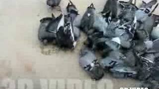 JeanMichel Jarre  Oxygene IV Pigeons [upl. by Arondel848]