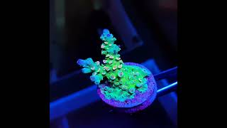 Acropora Tenuis Multicolor [upl. by Lapo]