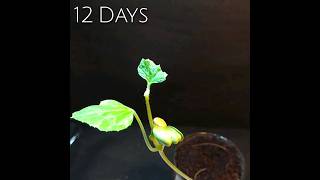 seed sprouting  Timelapse  growing seed youtubeshorts timelapse shorts [upl. by Tiffanie160]