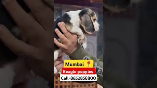 Beagle puppies available for sale in mumbai call8652858800 beagle mumbai doglover pets dog [upl. by Crutcher]