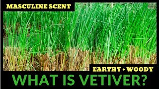 What Is Vetiver All About Vetiver Fragrances WBruno Fazzolari 🌿🌿🌿 [upl. by Jessey105]