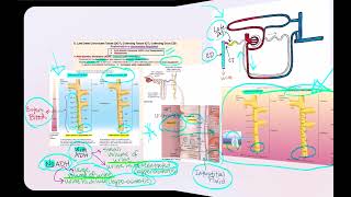 Lecture Video 9 Physiology of the Urinary System Part 2 [upl. by Boatwright868]