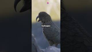 Kakapo The heaviest parrot endangered silentextinction racingextinction criticallyendangered [upl. by Ias75]