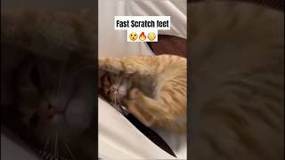 Angry Cat fast scratching feet 🙄🐈🔥 [upl. by Gerius]