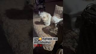 Cute 🥰 maltipoo dog and chihuahua 🐶🐶🐶short [upl. by Child15]