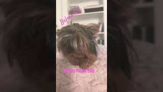 Messy Yorkie kpop puppy yorkies [upl. by Eentruok]