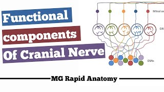 Functional components of cranial nerves for NEETPG  INICET and FMGE [upl. by Ahsilra]