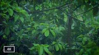 Overcome Insomnia to Sleep Immediately with Rain Sound  Nature Rain Video for Meditation and Sleep [upl. by Rebmik362]