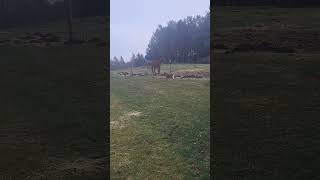 My dog got excited about something while I was recording my horse fail australianshepherd [upl. by Inohs]