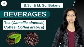 Economic Botany  BEVERAGES  Tea  Coffee  B Sc amp M Sc [upl. by Emmer56]