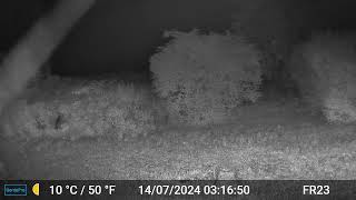 Fox Videos Only Edit GardePro A3 Trail Camera 10 of 10 FR23 Côtes dArmor Brittany France [upl. by Ielerol]