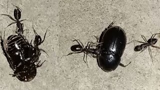 black ant 🐜bite with black beetle 🪲 at night beetle walk slow motion at night animalloverrina [upl. by Eilrahs]