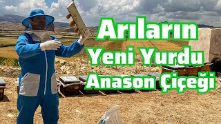 Arılarımızın Yeni Yurdu Anason Çiçeği  Arıcılık [upl. by Tychonn]