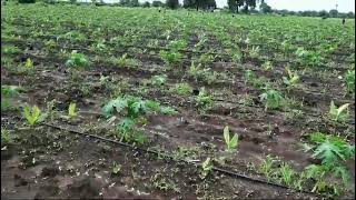 Intercropping turmeric in papaya 🌱 9826418616 [upl. by Essilevi201]