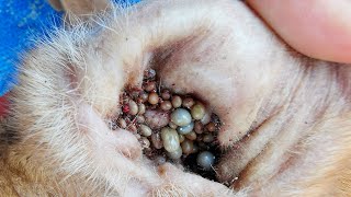 Removing All Ticks From Dog  Dog Ticks Removing Clip  Ticks Removal Videos EP 03 [upl. by Groves]