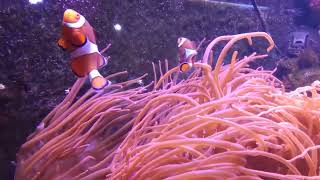 Oceanarium Chester movie  Океанариум в Честере [upl. by Ayrad]