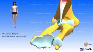 Pronationsupination The muscles [upl. by Eiram558]