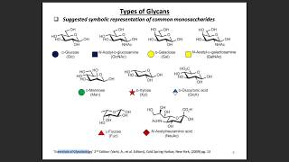 N amp O glycans and Sialic Acid Glycans [upl. by Manard]