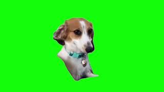 Dog Smiling Meme Green Screen [upl. by Jobyna835]