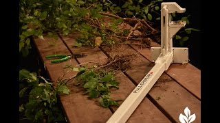 How dig up pesky tree seedlings Trisha Shirey Central Texas Gardener [upl. by Oterol51]